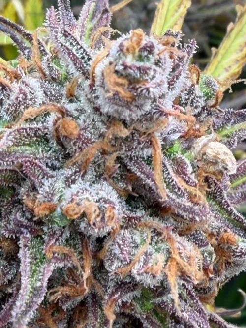 Gelato Auto Sweetness. Week 12