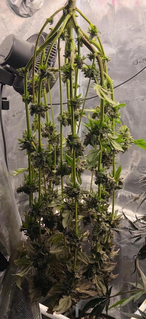 Notorious THC Living Soil. Week 15