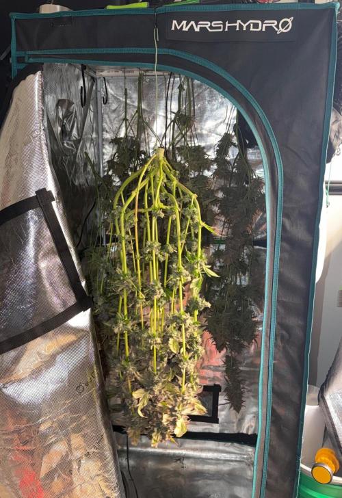 Notorious THC Living Soil. Week 15