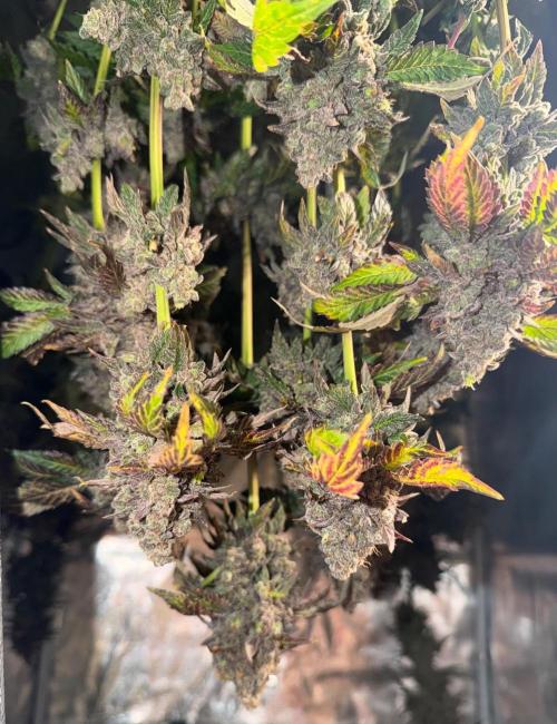 Notorious THC Living Soil. Week 15