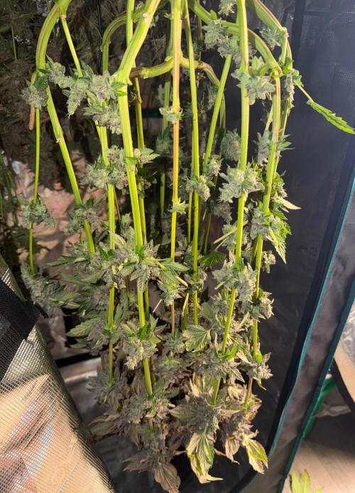 Notorious THC Living Soil. Week 15