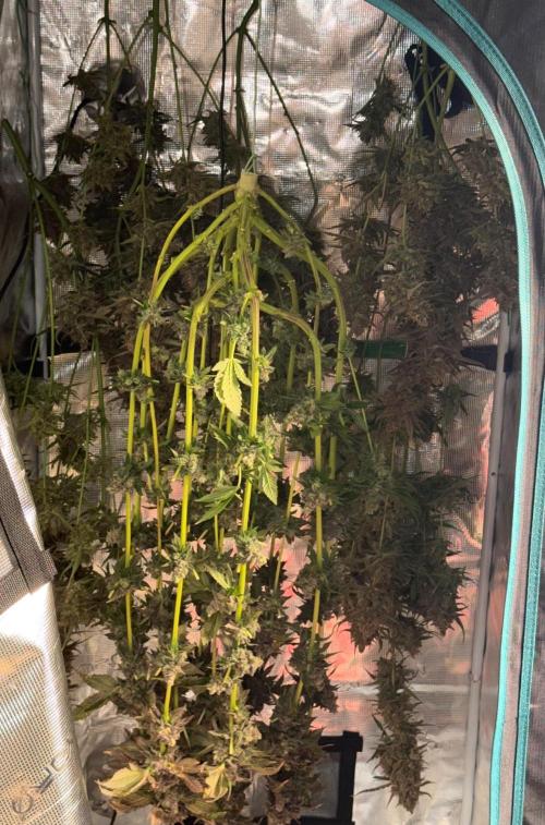 Notorious THC Living Soil. Week 15