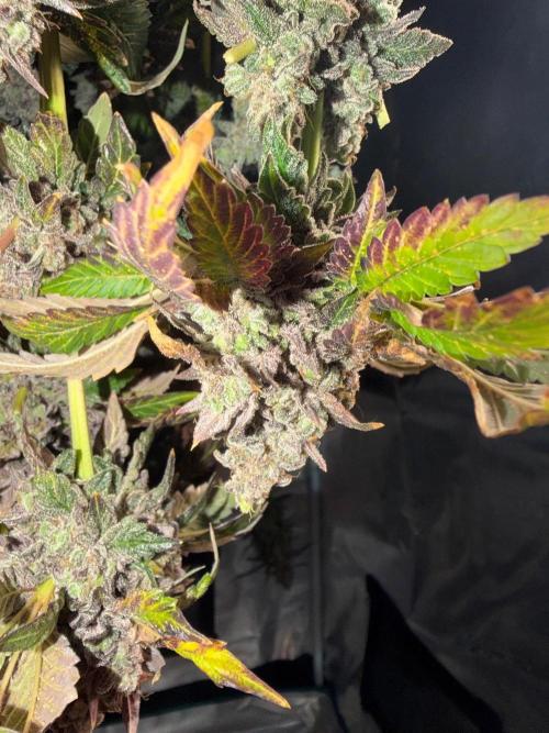 Notorious THC Living Soil. Week 15