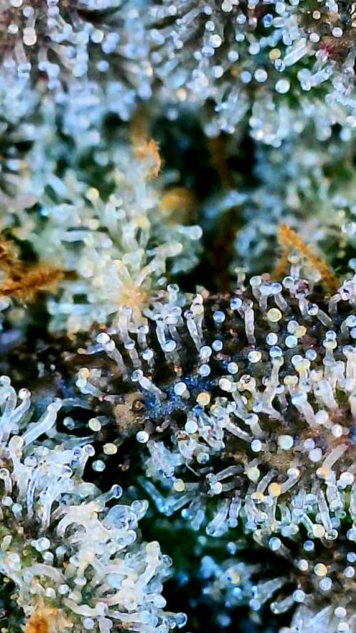 Notorious THC Living Soil. Week 15