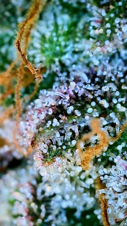 Notorious THC Living Soil. Week 15