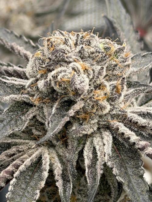 OG Flashback. Week 13