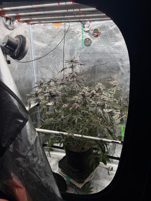 OG Flashback. Week 13