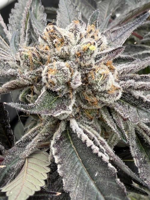 OG Flashback. Week 13