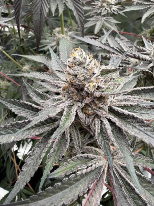 OG Flashback. Week 13