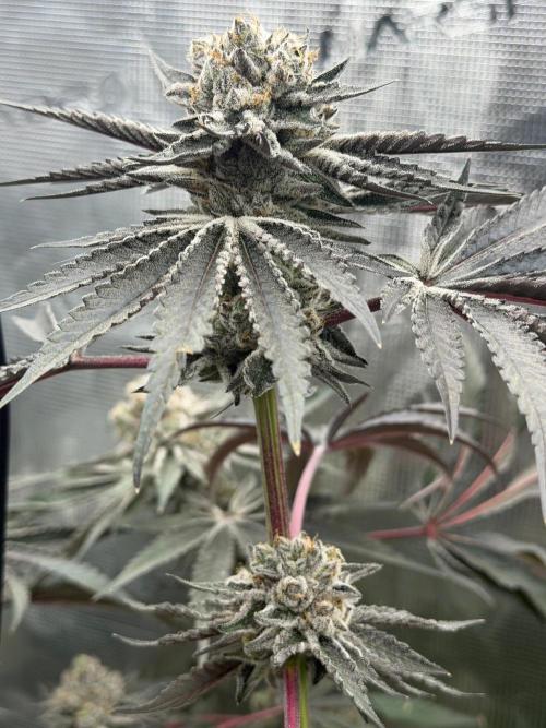 OG Flashback. Week 13