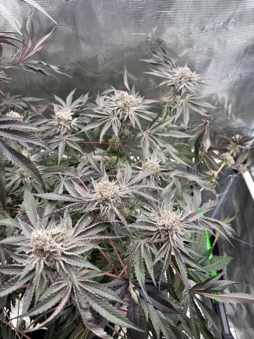 OG Flashback. Week 13