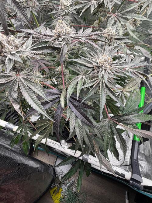 OG Flashback. Week 13
