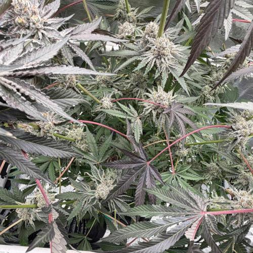 OG Flashback. Week 13