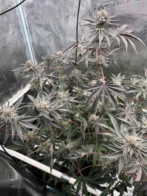 OG Flashback. Week 13