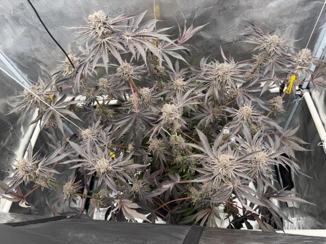 OG Flashback. Week 15
