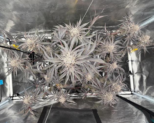 OG Flashback. Week 15