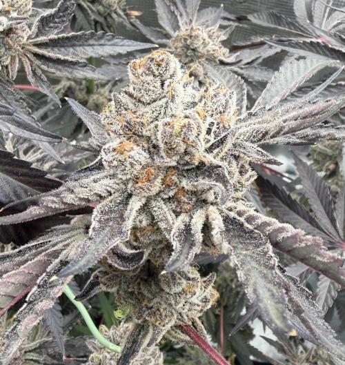 OG Flashback. Week 15