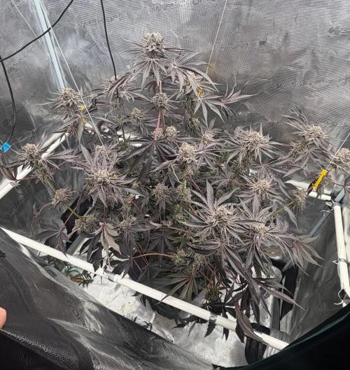 OG Flashback. Week 15