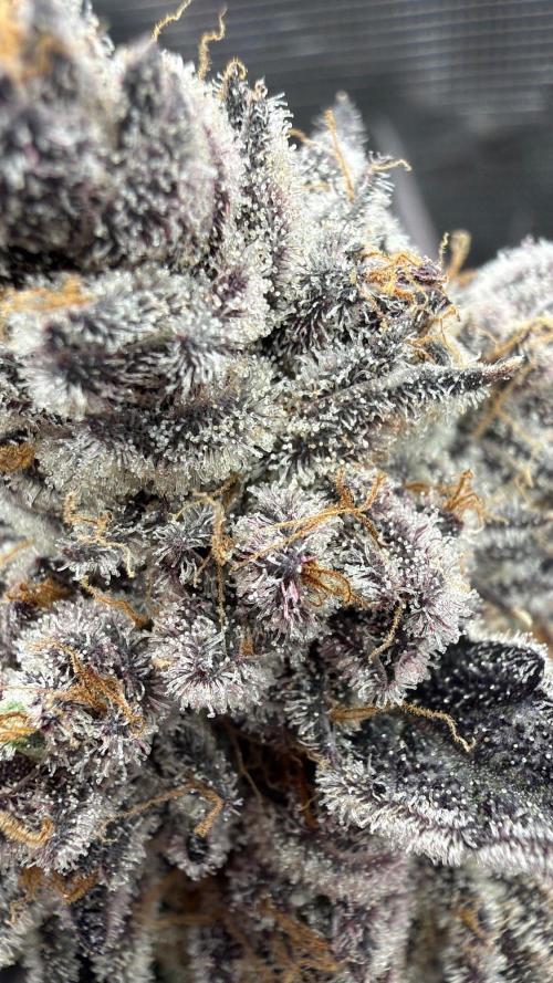 OG Flashback. Week 15