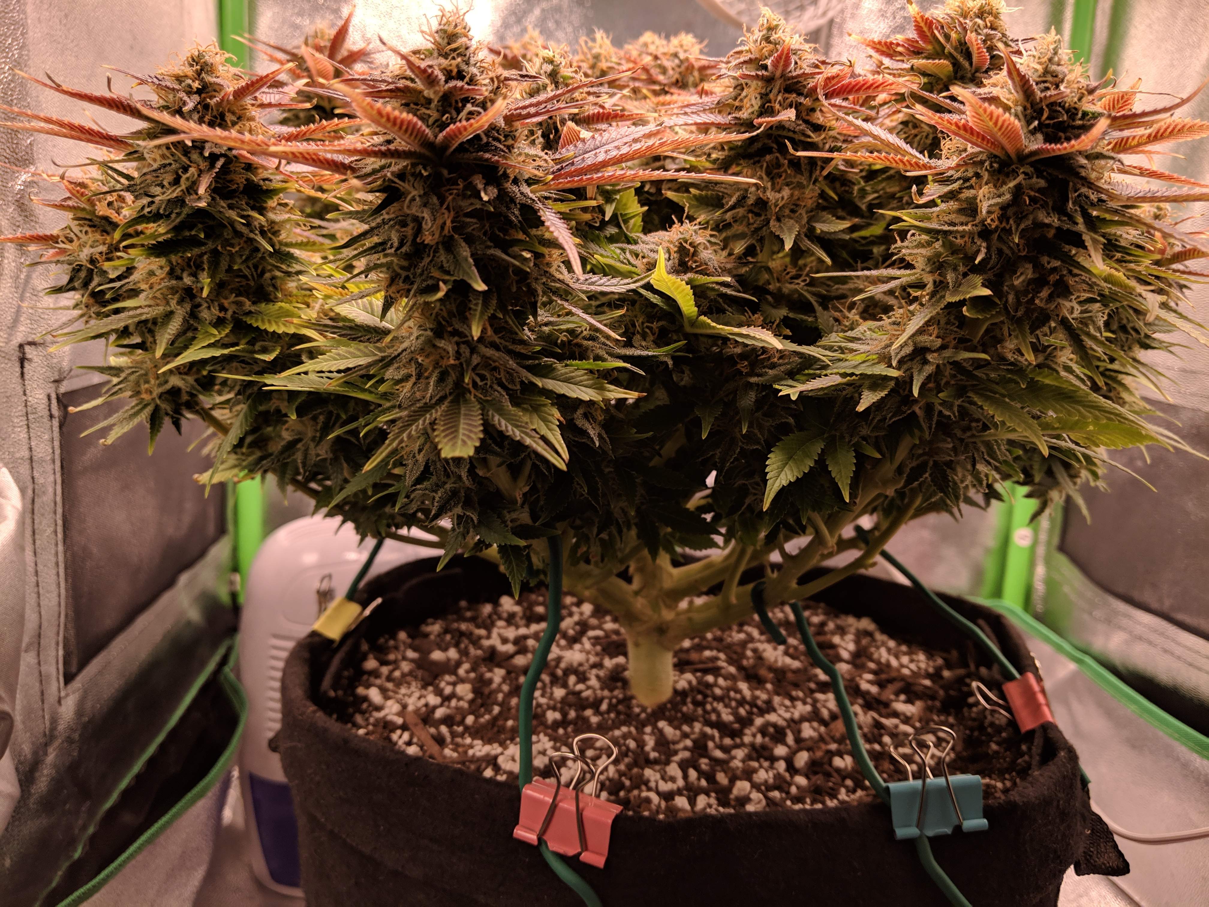 Bomb Seeds THC Bomb grow diary (journal) week17 by ccore GrowDiaries