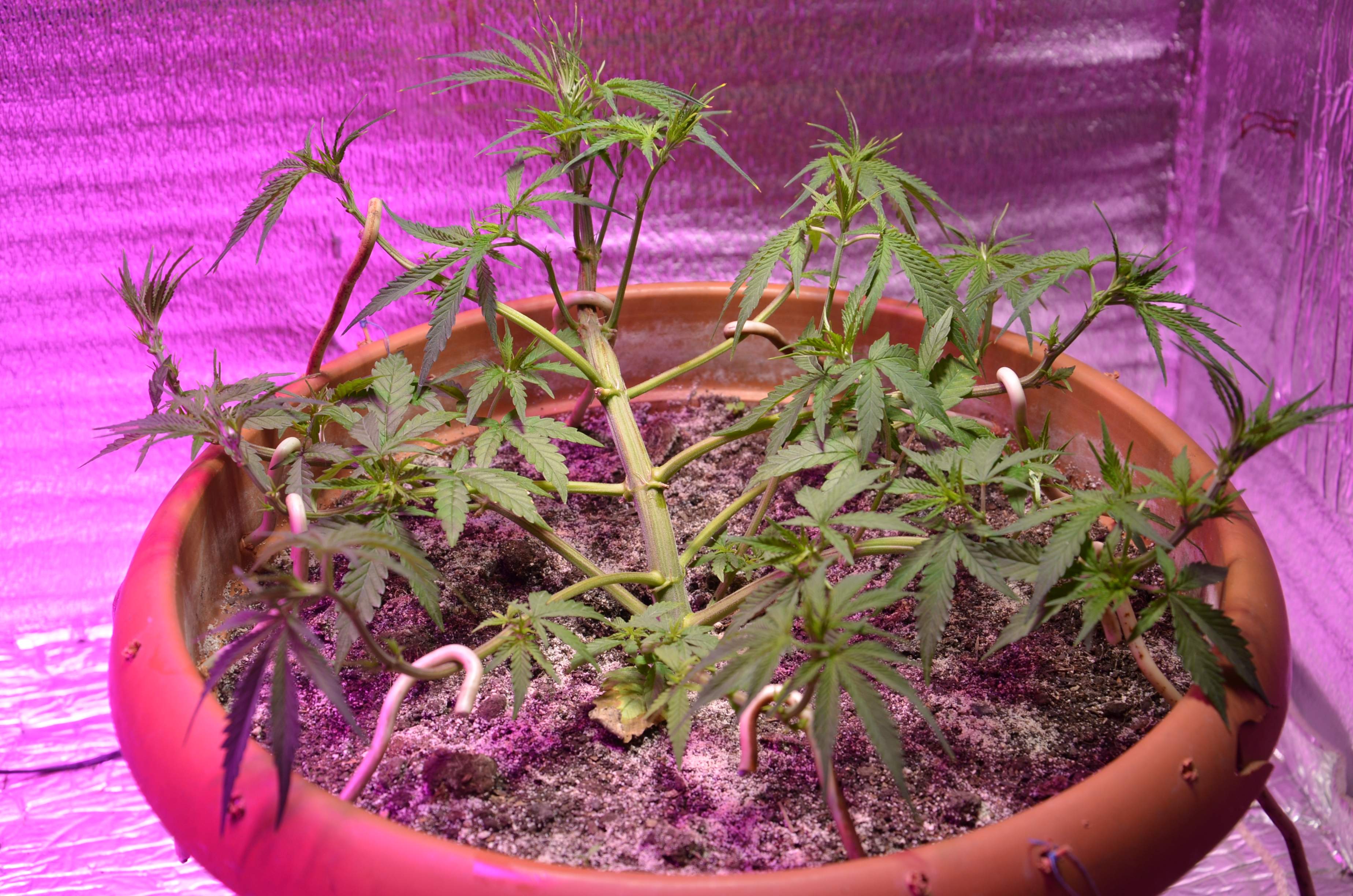 Barney's Farm Tangerine Dream Auto grow diary (journal) week6 by