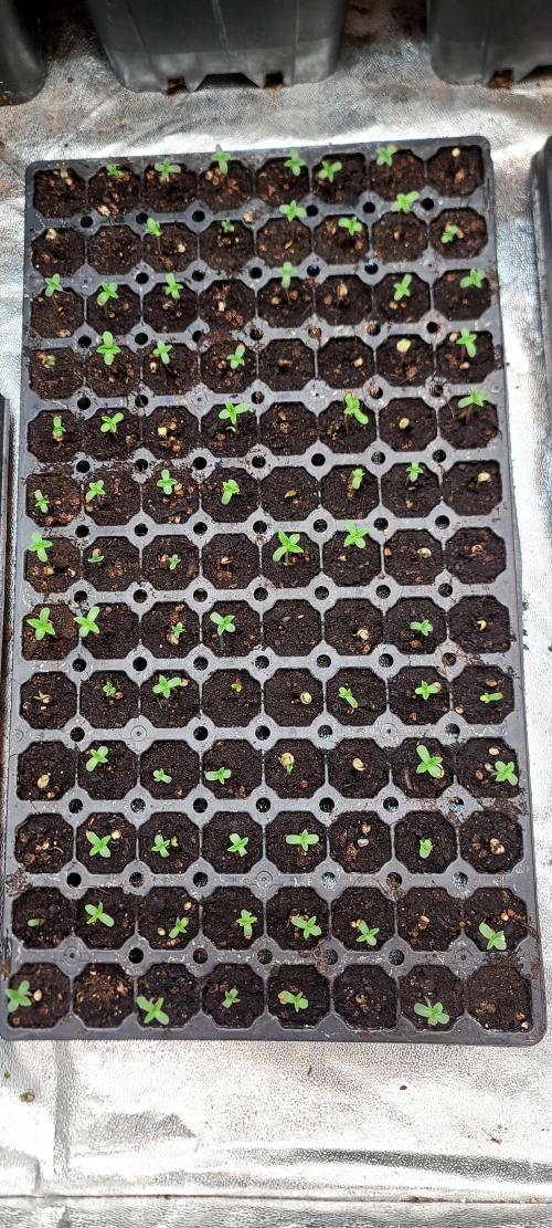 Tenerife Winter Run. Week 0