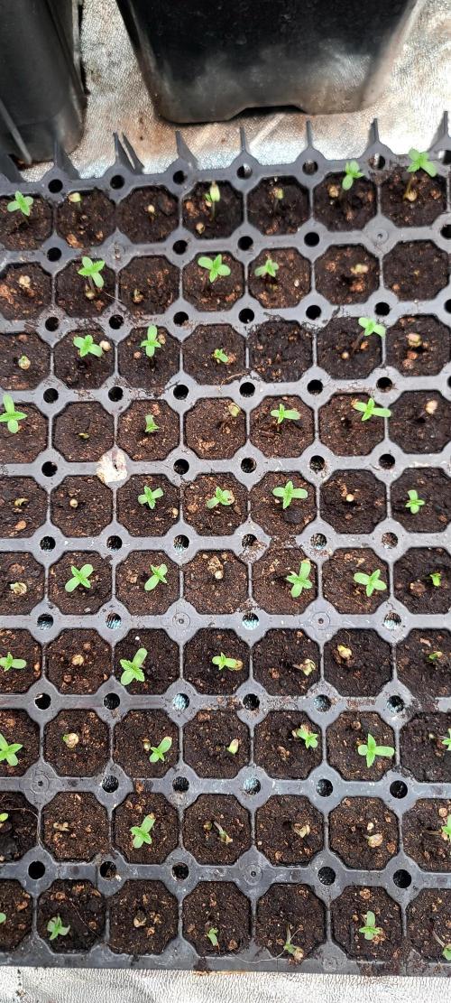 Tenerife Winter Run. Week 0