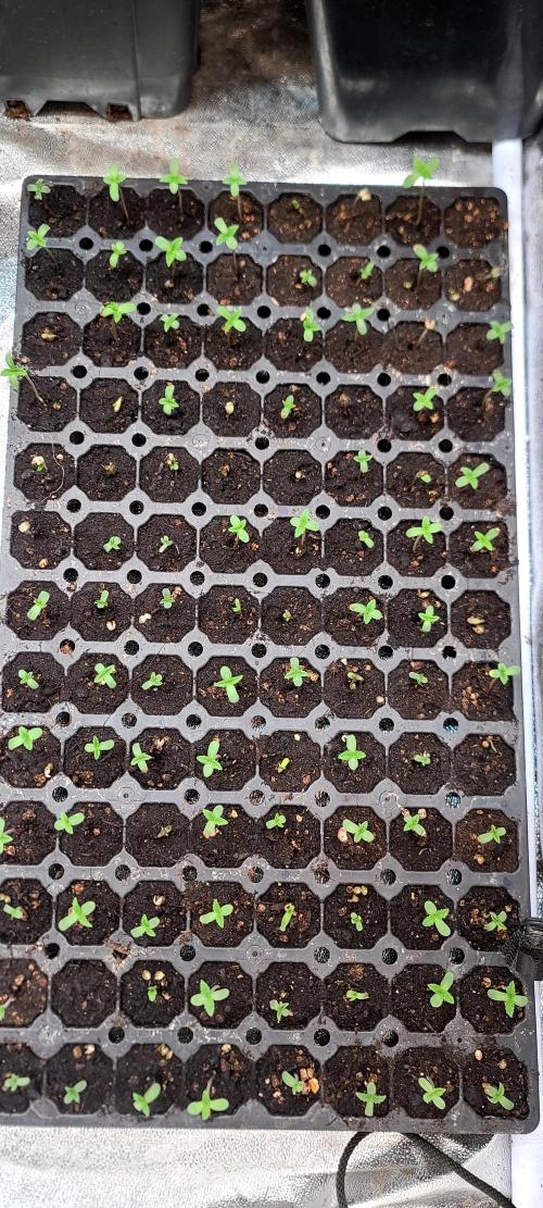 Tenerife Winter Run. Week 0