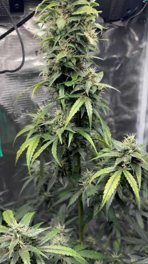 RUCU CUCU OG AUTO