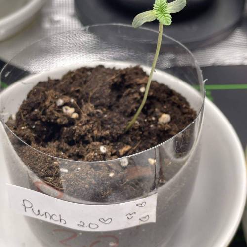 Rum Punch 1.0. Pambele 1,0 Rum Punch 2.0. Week 0 - Punch 2.0 long steem due to misplace of the lamp