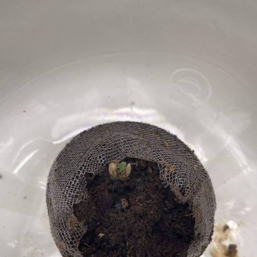 Rum Punch 1.0. Pambele 1,0 Rum Punch 2.0. Week 0 - Pambele