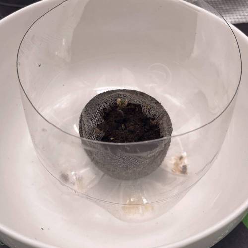 Rum Punch 1.0. Pambele 1,0 Rum Punch 2.0. Week 0 - Pambele