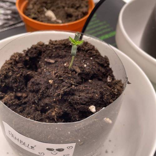 Rum Punch 1.0. Pambele 1,0 Rum Punch 2.0. Week 0 - Pambele