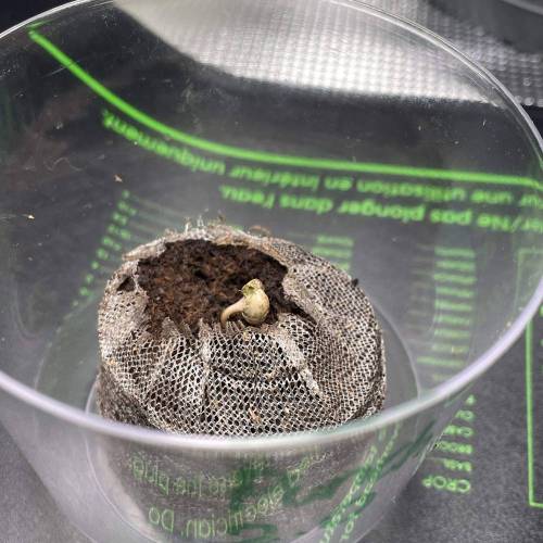 Rum Punch 1.0. Pambele 1,0 Rum Punch 2.0. Week 0 - Punch 2.0