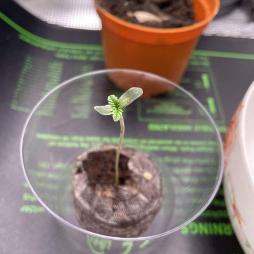 Rum Punch 1.0. Pambele 1,0 Rum Punch 2.0. Week 0 - Punch 2.0