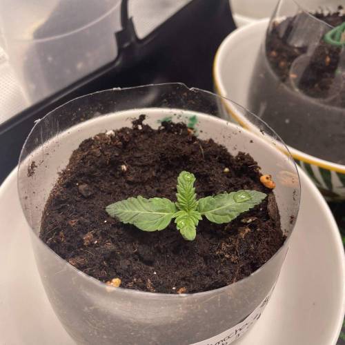 Rum Punch 1.0. Pambele 1,0 Rum Punch 2.0. Week 2 - Punch 1.0 "short tail"is giving the battle