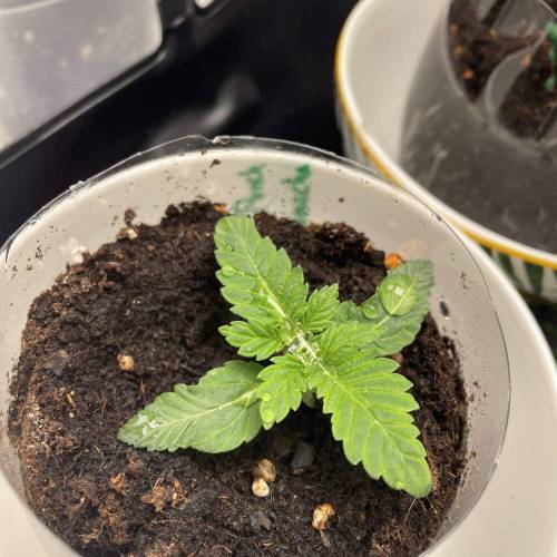 Rum Punch 1.0. Pambele 1,0 Rum Punch 2.0. Week 2 - "Short tail"is like a Cannabis Bonzai 