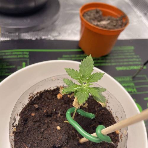 Rum Punch 1.0. Pambele 1,0 Rum Punch 2.0. Week 2 - Pambele getting better