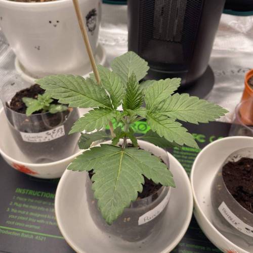 Rum Punch 1.0. Pambele 1,0 Rum Punch 2.0. Week 2 - Punch 2.0 fast growing