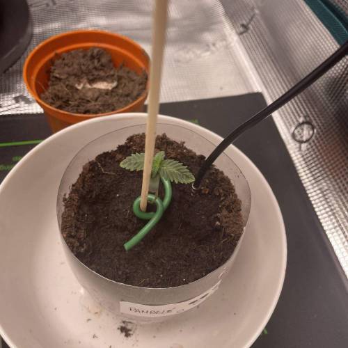 Rum Punch 1.0. Pambele 1,0 Rum Punch 2.0. Week 1 - Pambele 2.0 long steem due to bad lamp position