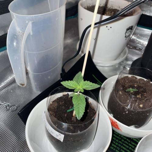 Rum Punch 1.0. Pambele 1,0 Rum Punch 2.0. Week 1 - Punch 2.0