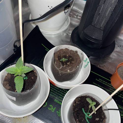 Rum Punch 1.0. Pambele 1,0 Rum Punch 2.0. Week 1