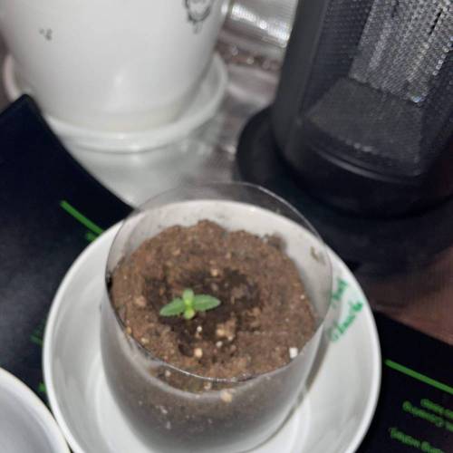 Rum Punch 1.0. Pambele 1,0 Rum Punch 2.0. Week 1 - "Short tail"continues growing slowly