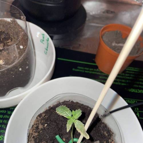 Rum Punch 1.0. Pambele 1,0 Rum Punch 2.0. Week 1 - Pambele