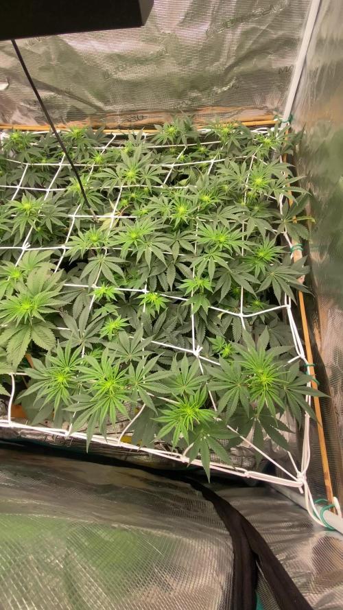 Grease Monkey By Zamnesia - Plant nr 2.