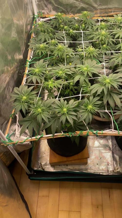 Grease Monkey By Zamnesia - Plant nr 2.