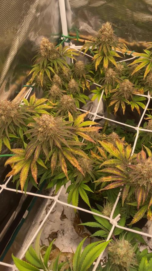 Grease Monkey By Zamnesia - Plant nr 1.