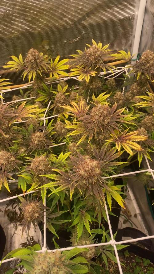 Grease Monkey By Zamnesia - Plant nr 2.