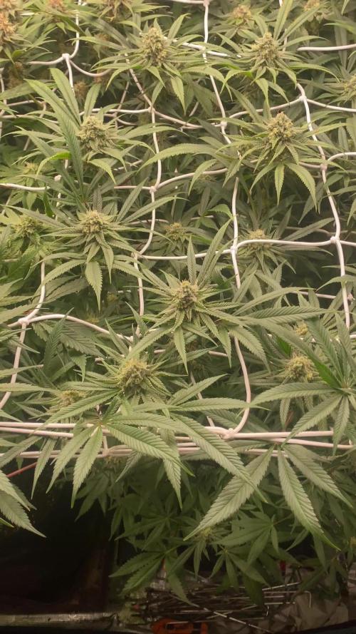 Granny’s Home by Seedstockers