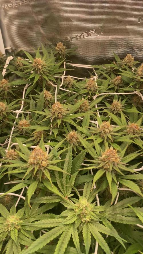 Forbidden Mochi Fem by SeedStockers